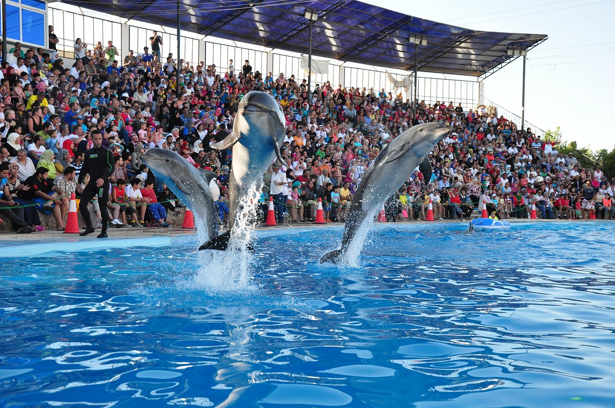 Dolphin Show Trip in Sharm El Sheikh