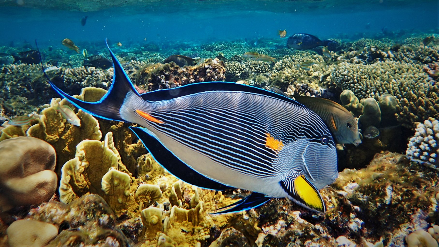 Diving & Snorkeling